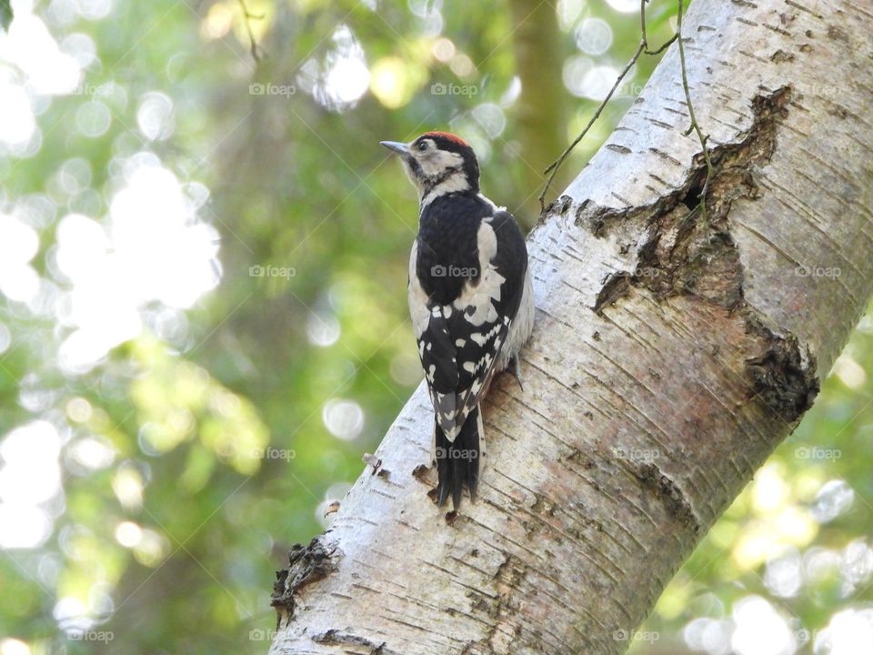 A woodpecker in a tree 