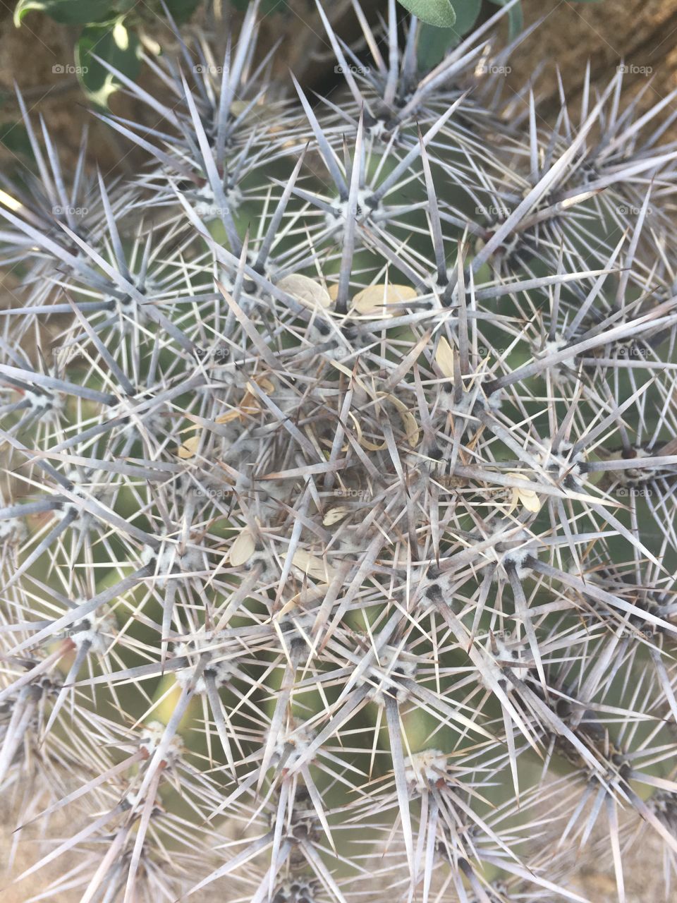 Saguaro National Park, Tucson AZ barrel cactus 