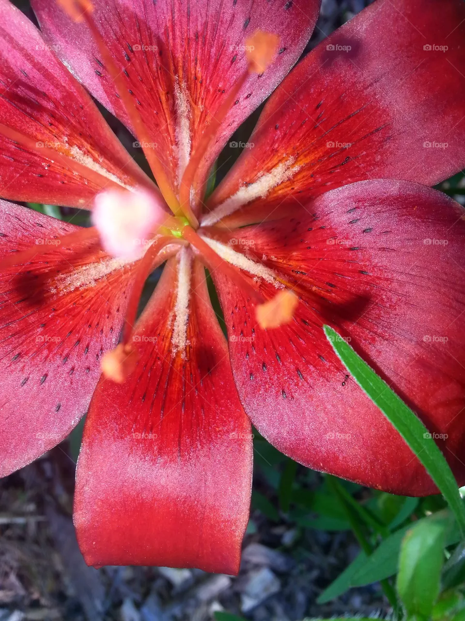 flower