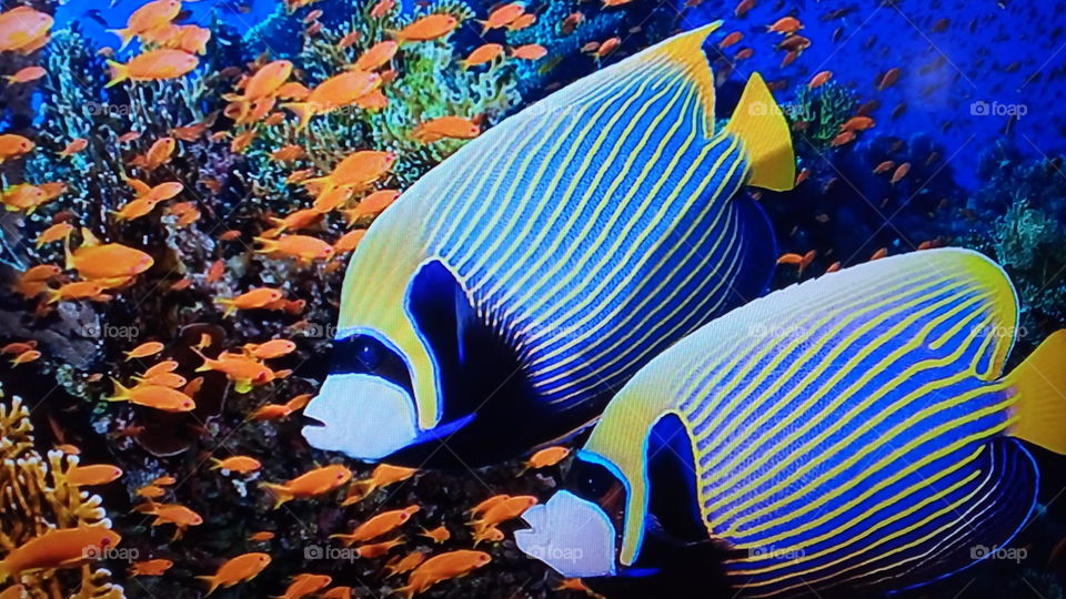 peixes coloridos