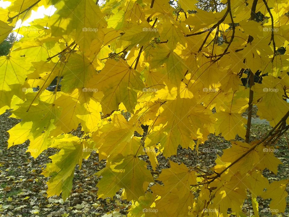 the yellow maple leafs on the tree.