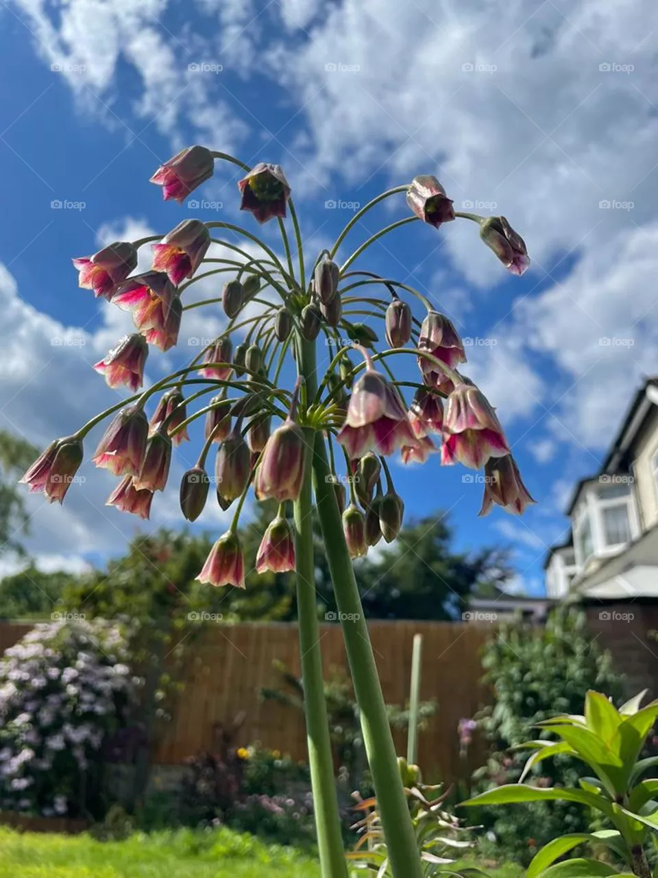 Sicilian Honey Lily