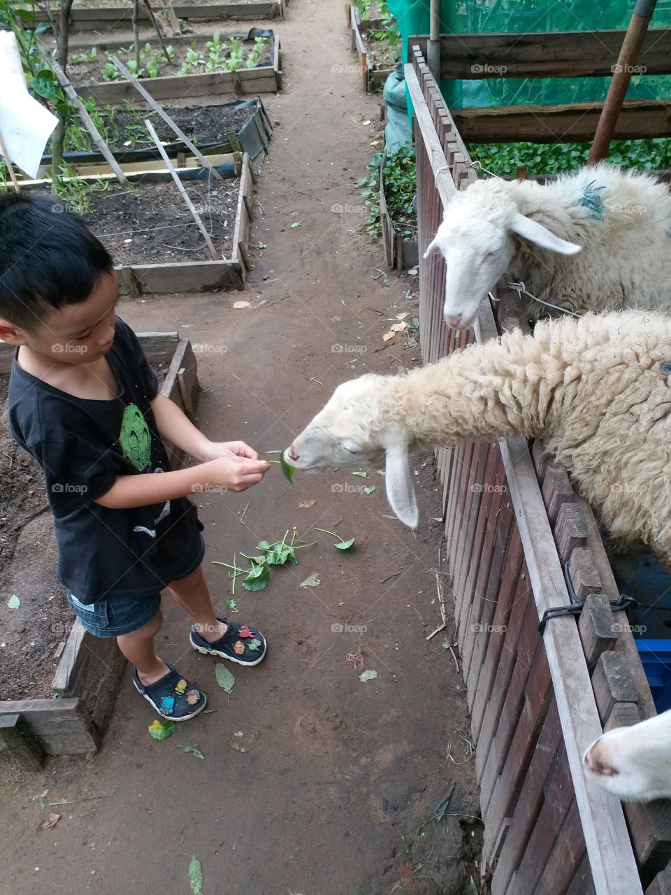 young boy feeding a sheep