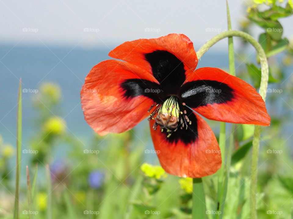 Red poppy on the background of the sea