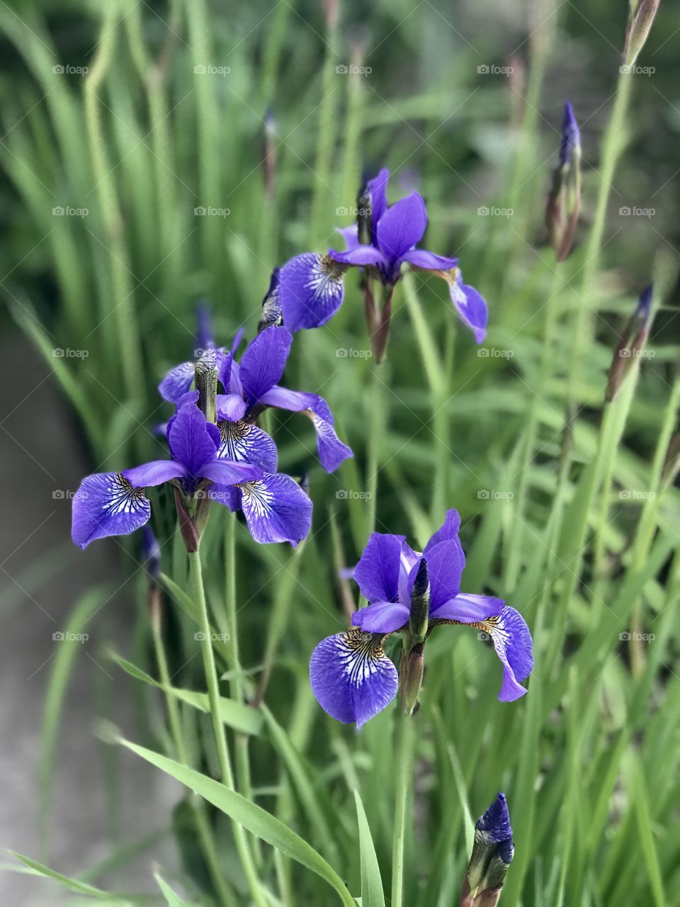 Small irises 