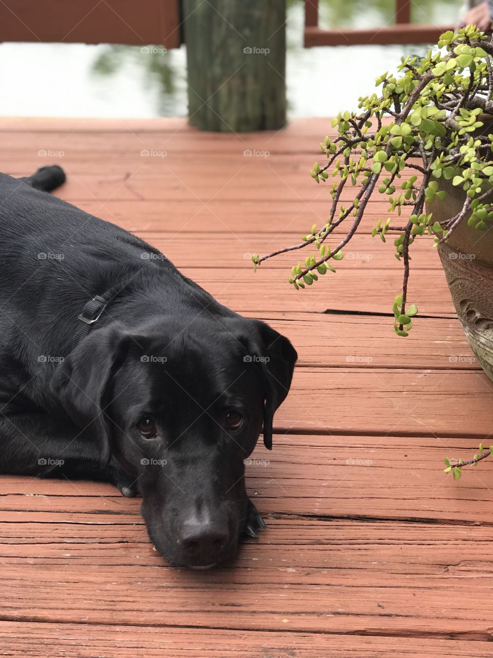 Lab on the River Doc 