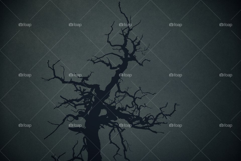 Silhouette of a tree