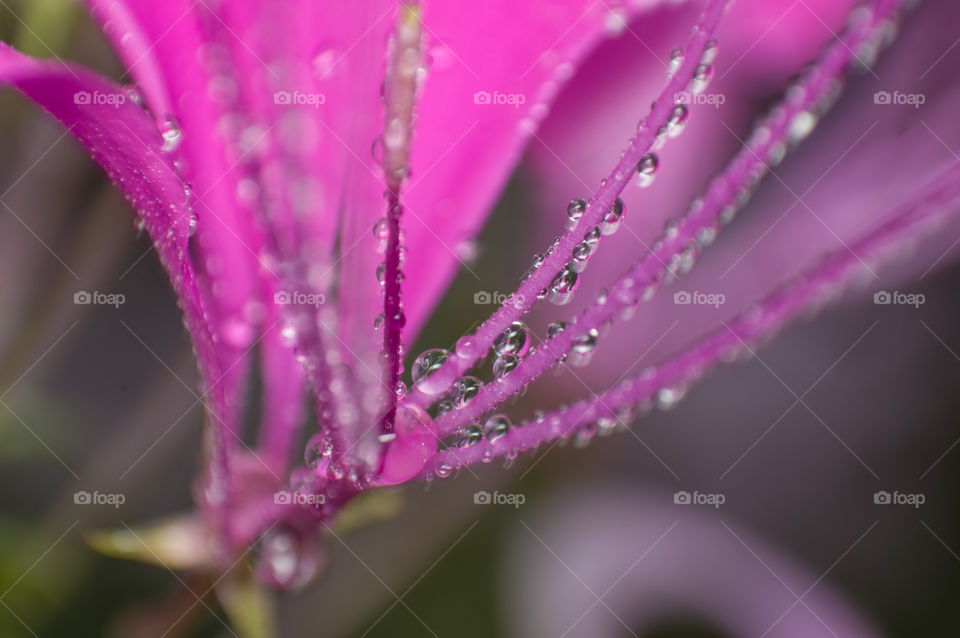 Rain drops on flower looks like pearls.