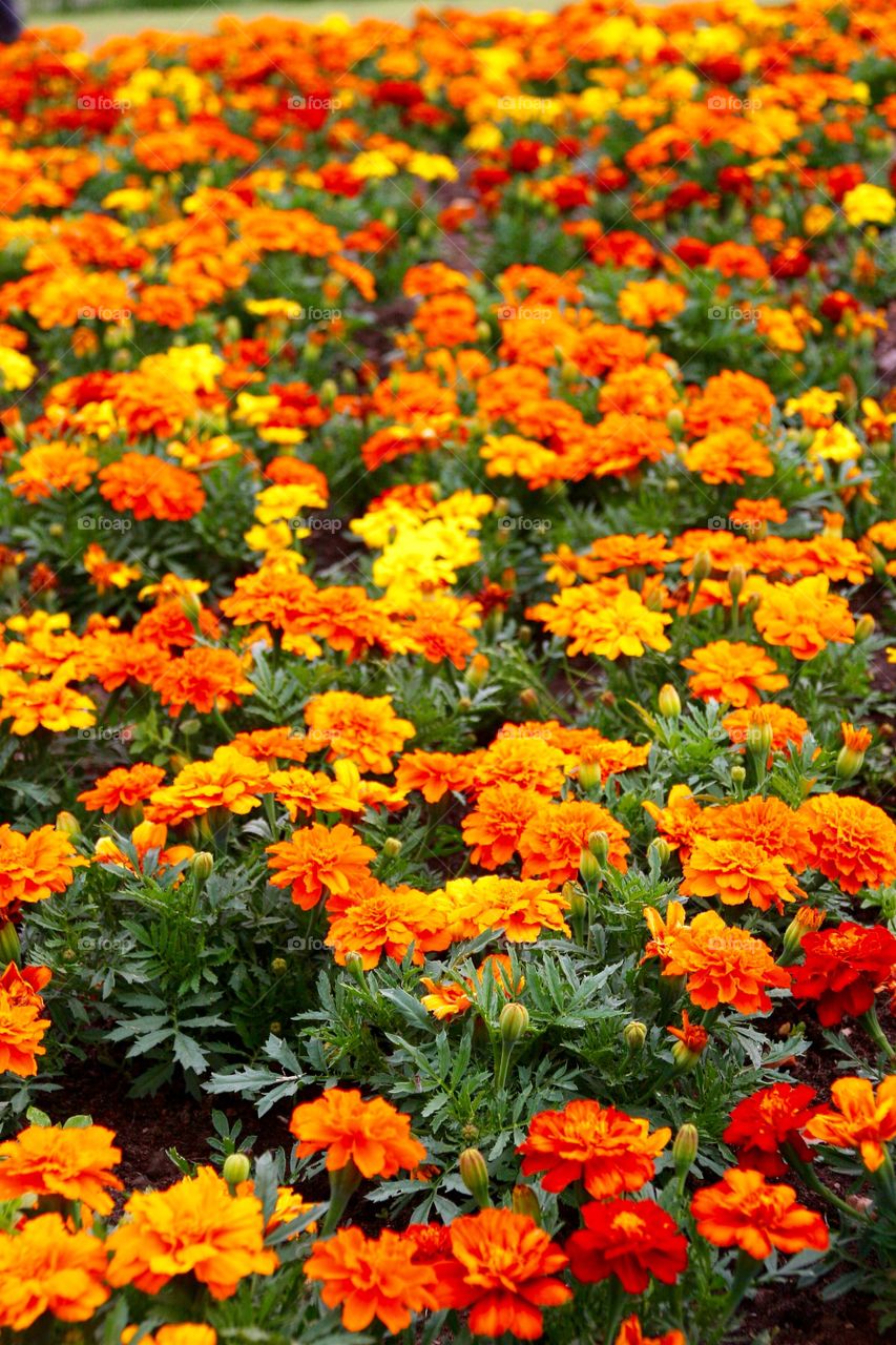 Orange marigolds filed