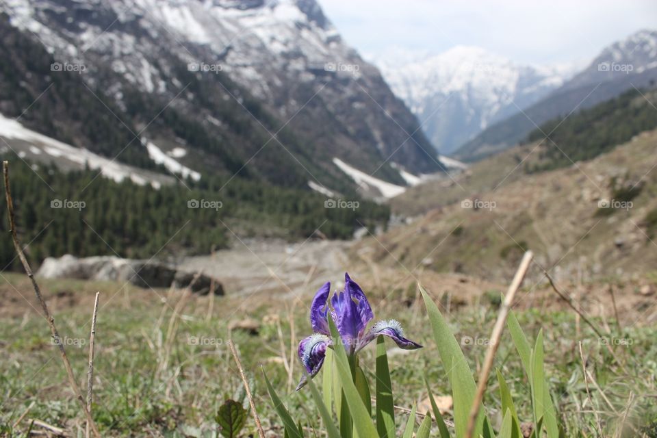 Wild Himalayan Iris