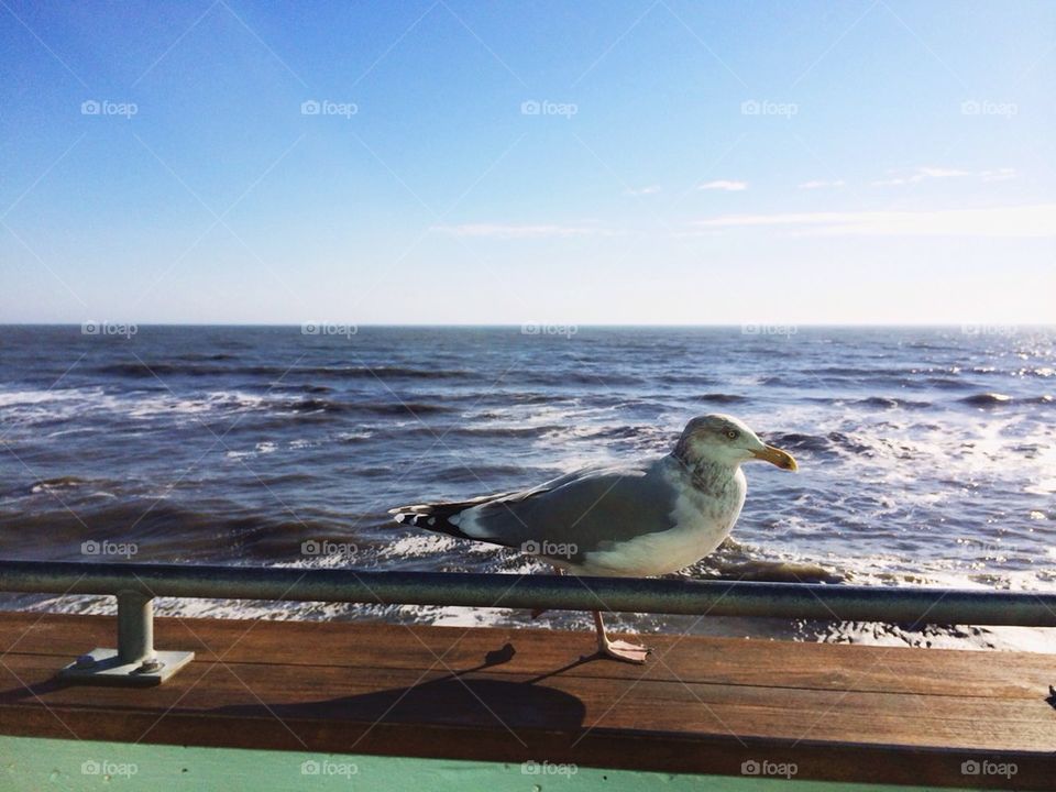 Seagull