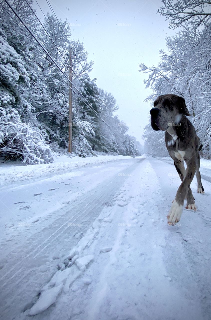 Large Dog walking down a Snow covered landscape, Pike County Pennsylvania USA