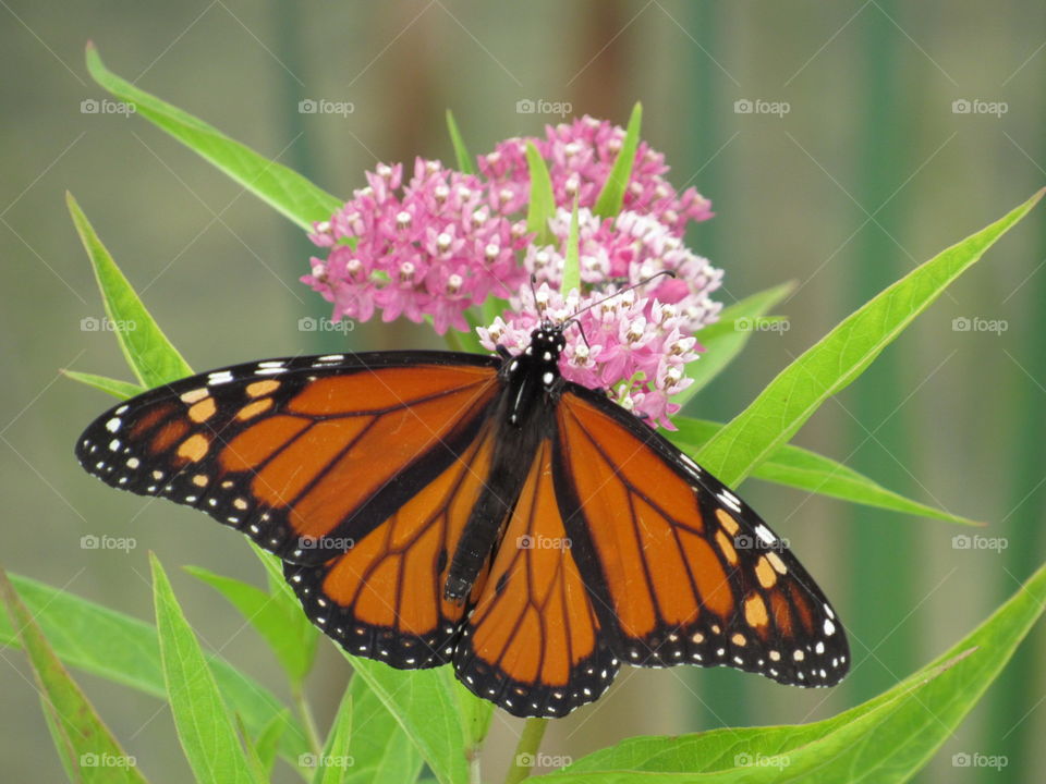 Monarch Butterfly, NYS