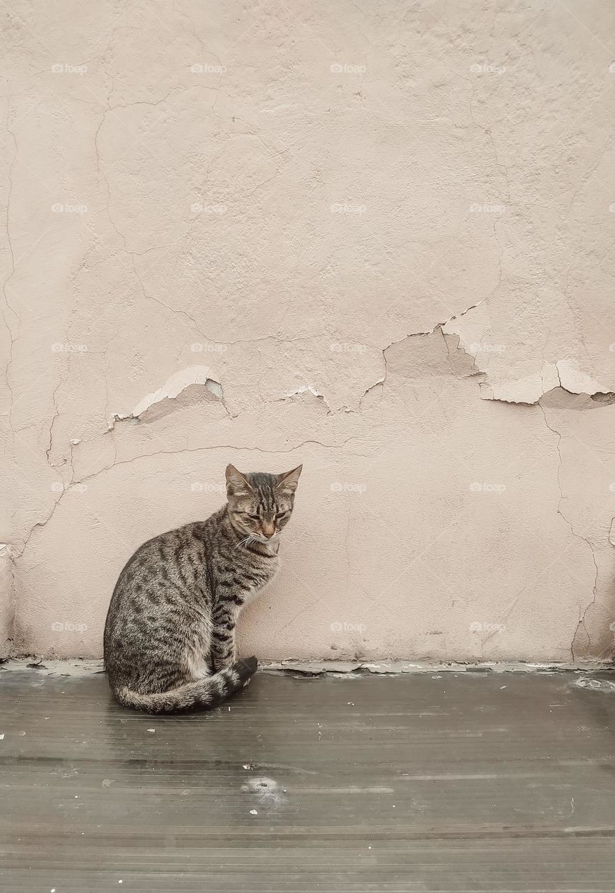 cat sitting near the wall