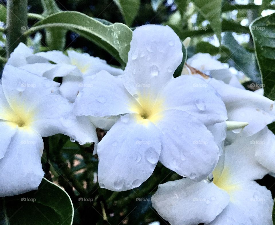 🌹 🇺🇸 Very beautiful flowers to brighten our day.  Live nature and its beauty. Did you like the delicate petals? / 🇧🇷 Flores muito bonitas para alegrar nosso dia. Viva a natureza e sua beleza. Gostaram das pétalas delicadas? 