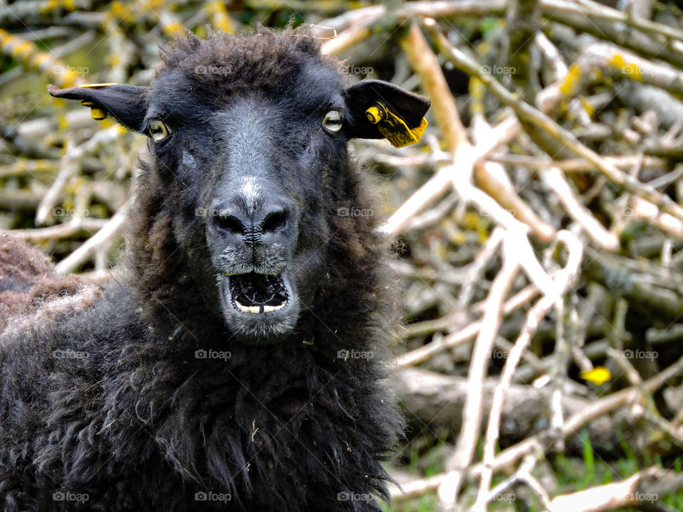 Sheep in Gladsaxe, Denmark. 