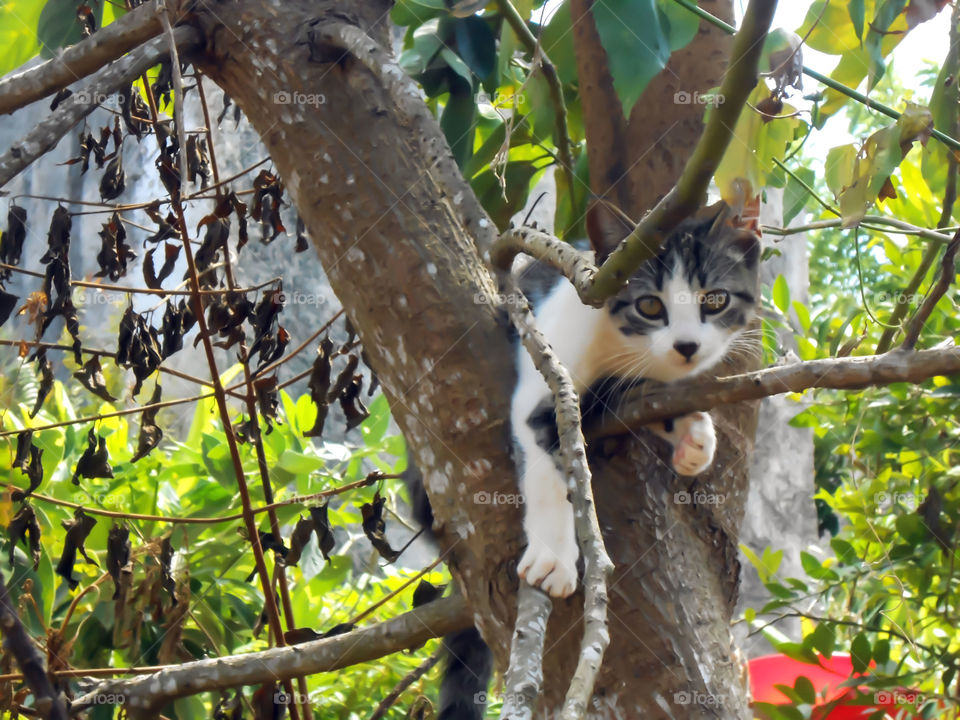 Cat Between Major Branches