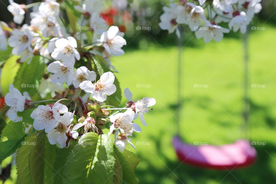 Swing and blooming cherry tree 