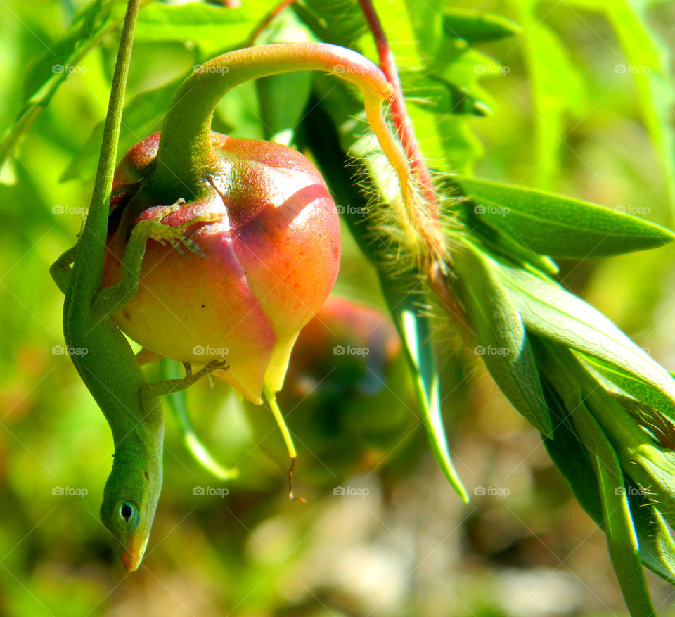 A Gecko is camouflaged with the plant with both having the same color!