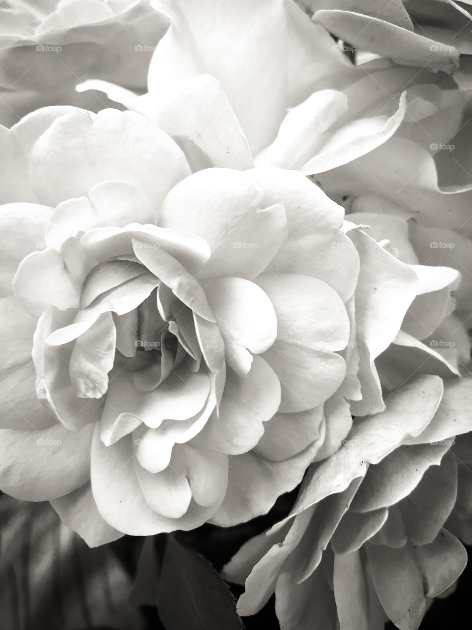 Black & white closeup of some pale pink roses in my garden box on my deck. The subtle shades of pink made beautiful soft shadows highlighting the delicate nature of the blossoms.