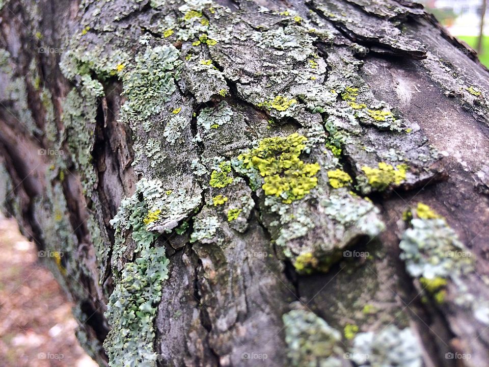 Tree bark macro 