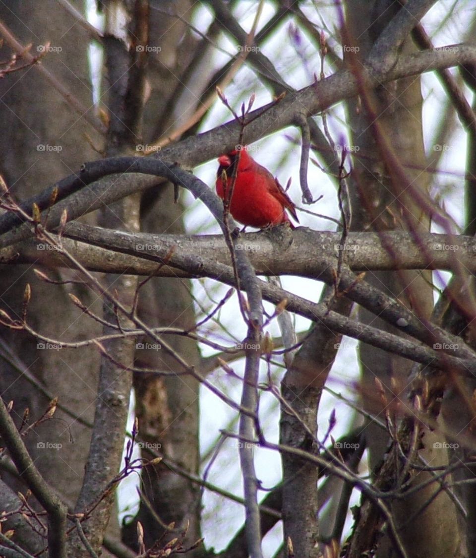 Cardinal trying to hide behind branches 
