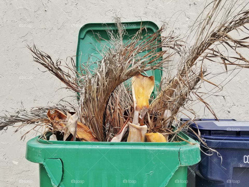 palm,  garbage,  home