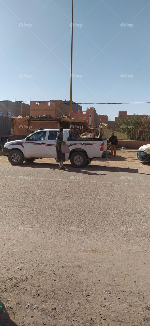 the camel traveling on the car