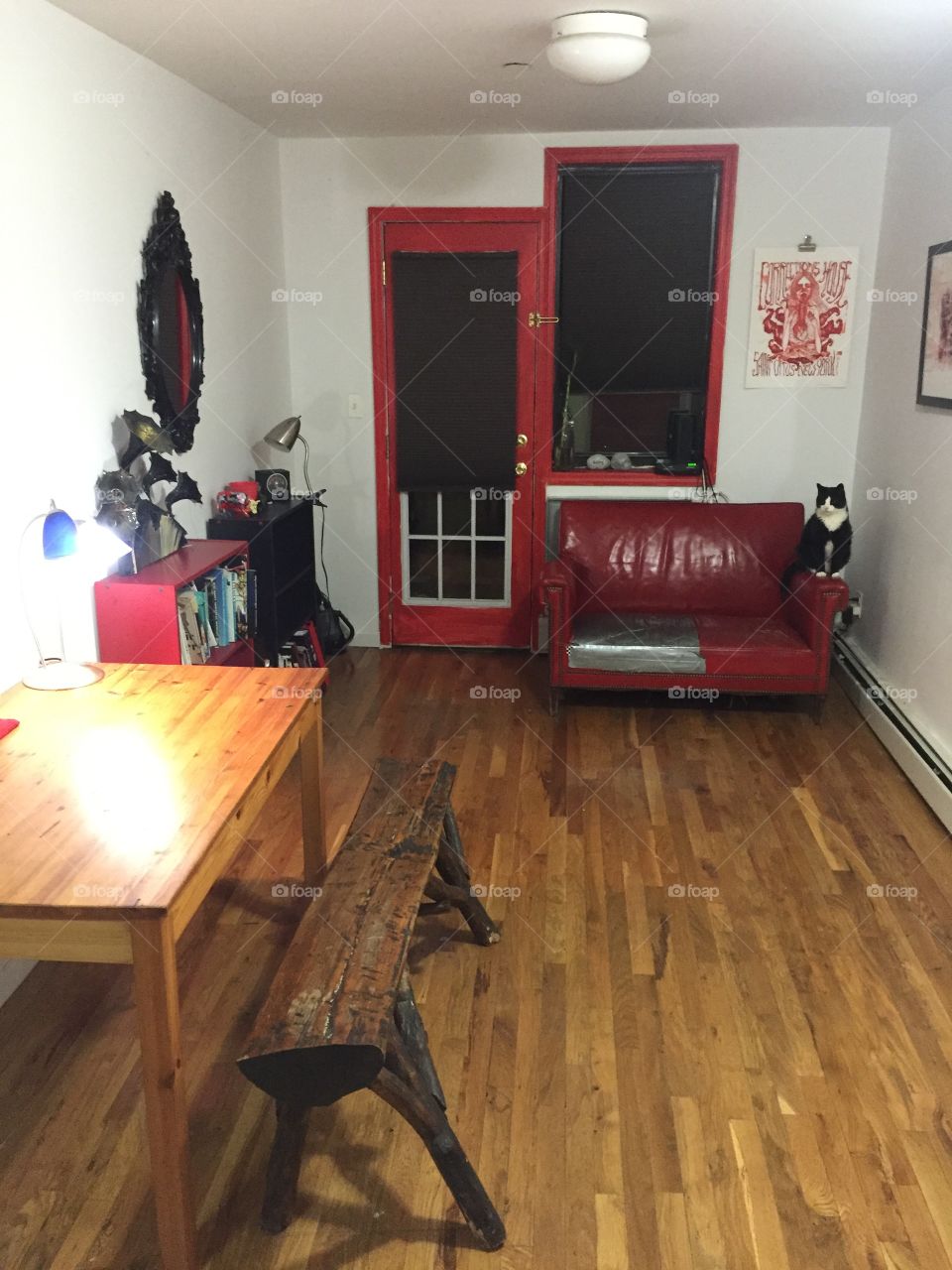 Cat in the living room 