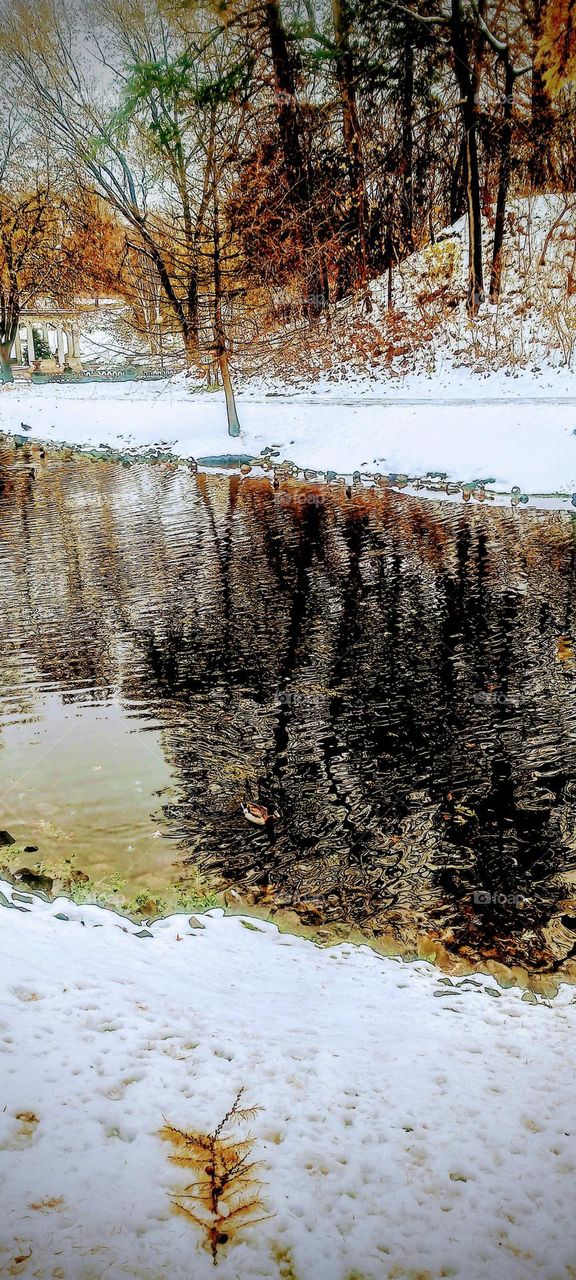 Duck Pond in the Park