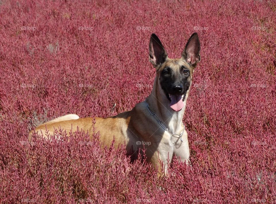 Belgian shepherd malinois Viki