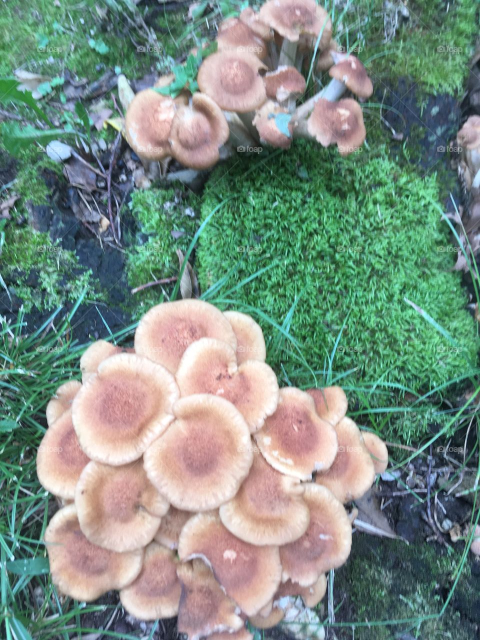 Growing some shrooms in my yard  they’re cool to look at but not cool to eat.  