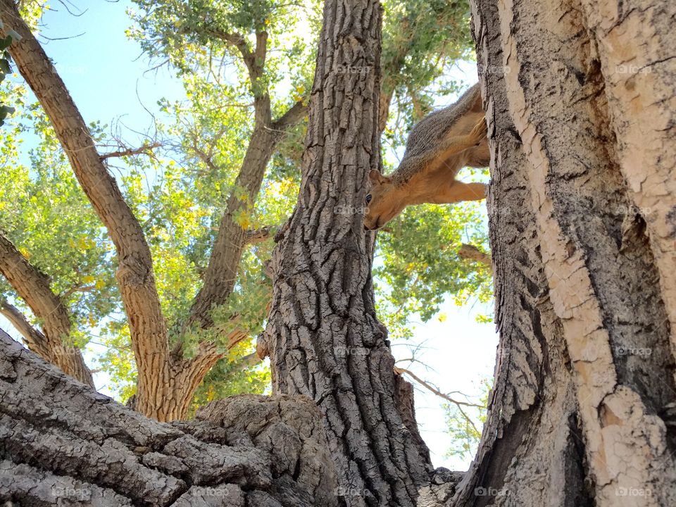 Looking up at a Squirrel . Looking up at a squirrel in a cottonwood tree