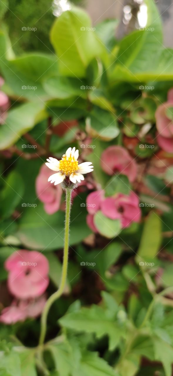 beautiful flower