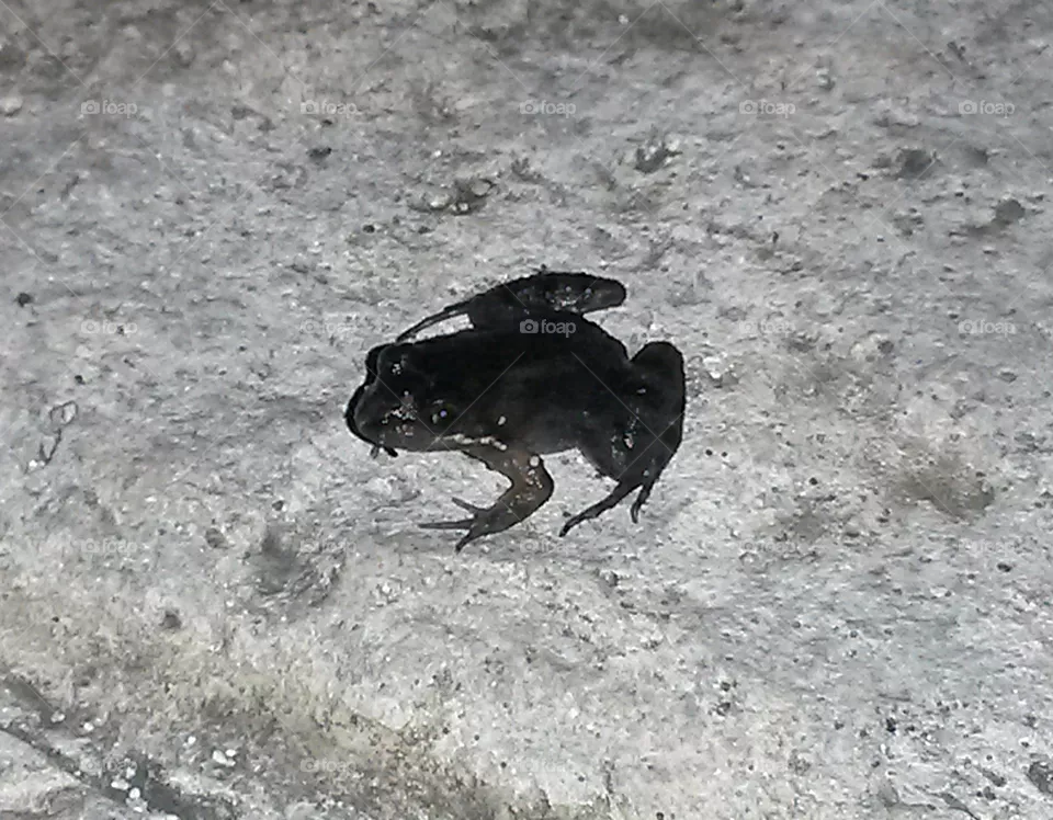 baby frog