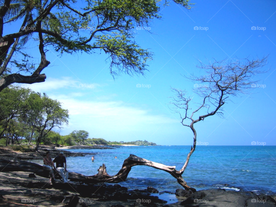 beach ocean tree shoreline by stevehardley7