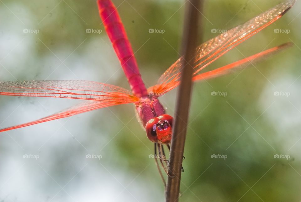 beautiful macro shot 