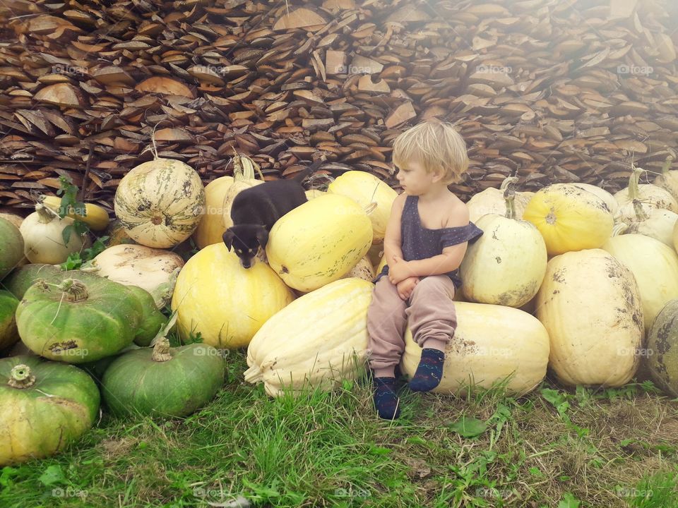 child and a funny puppy on the pumpkins