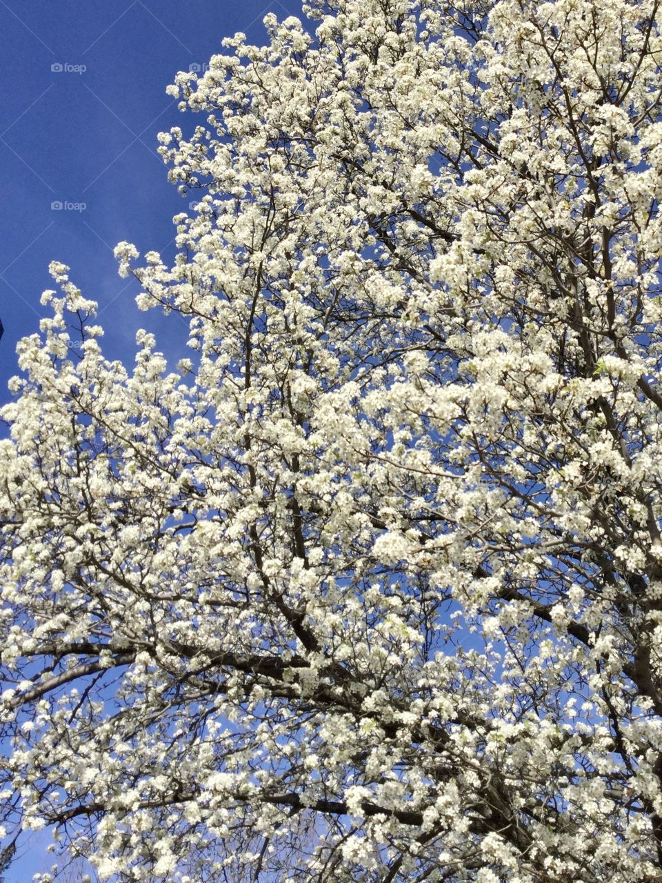 Exuberant white cherry tree in boom . 