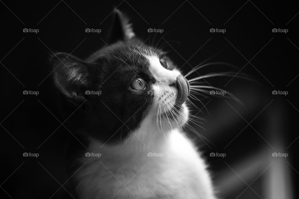 Cat in black and white