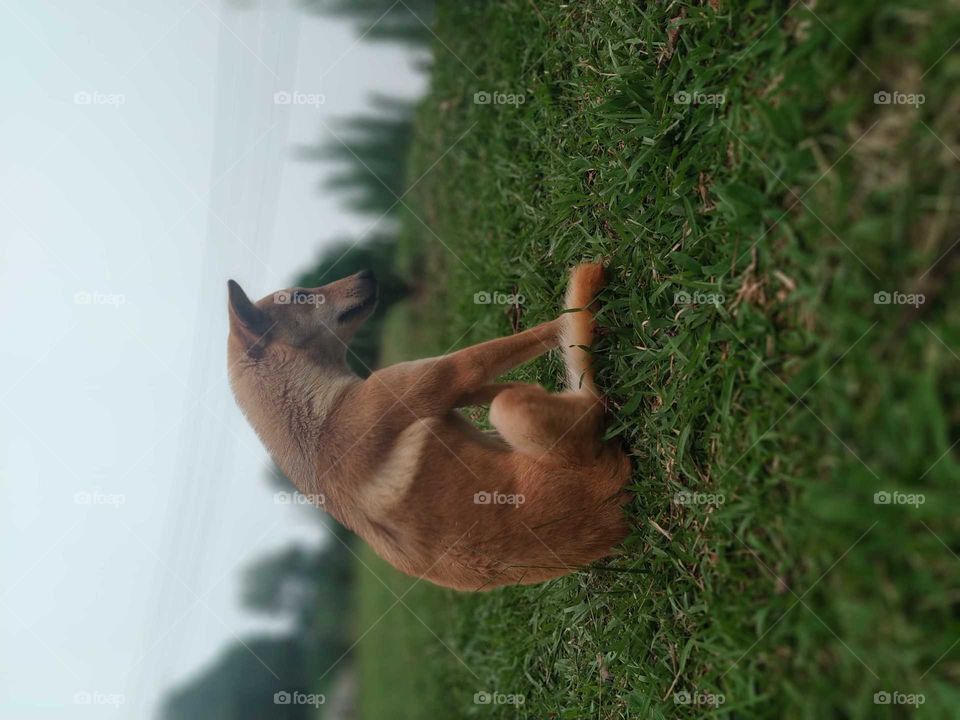 Dog on greeny grass.