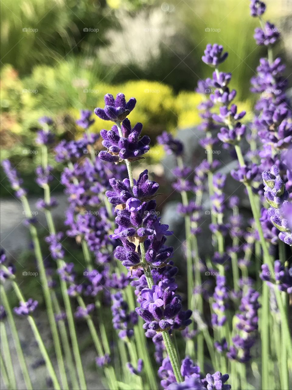 Lavendel 