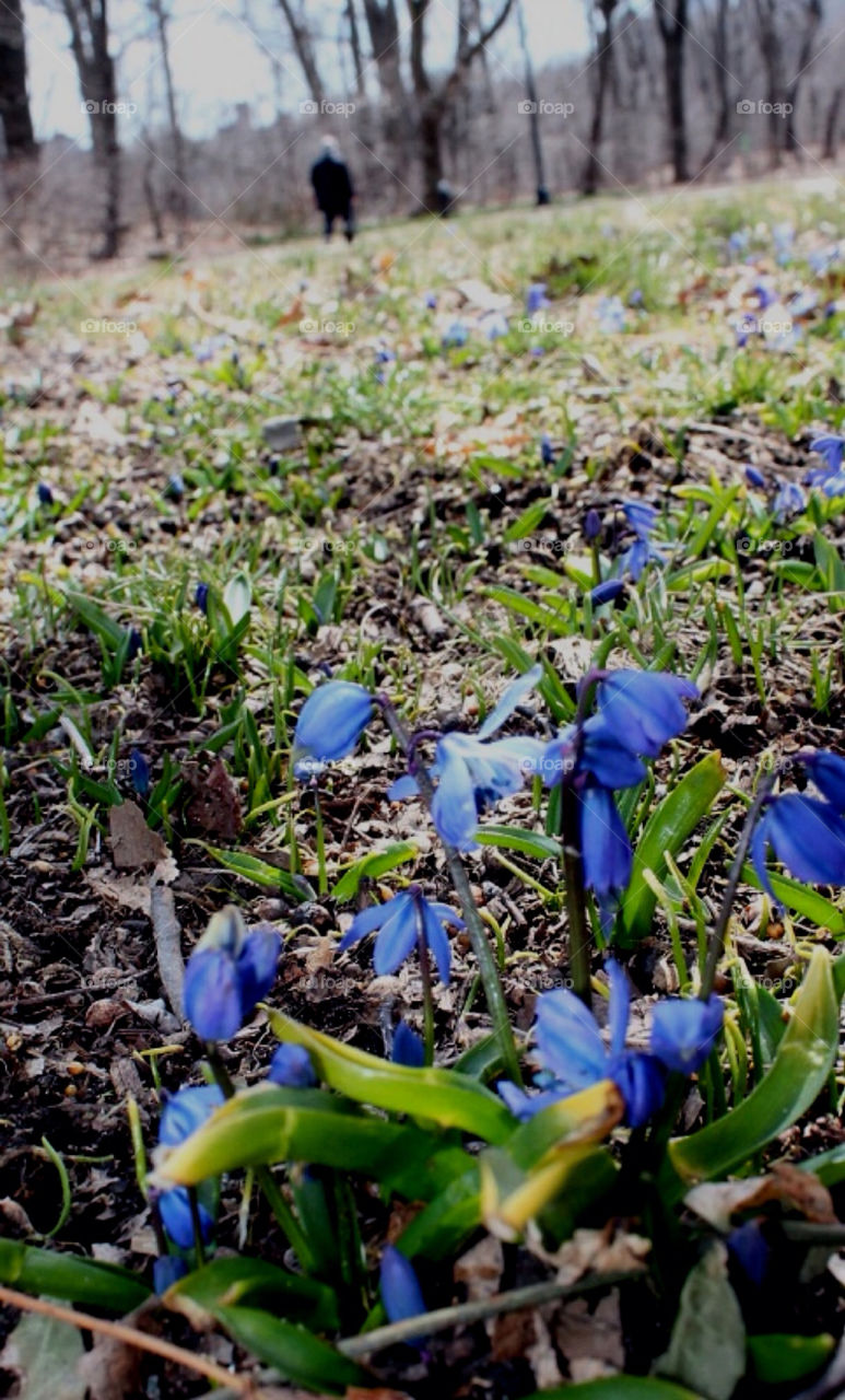 The first springflowers in Central Park NYC