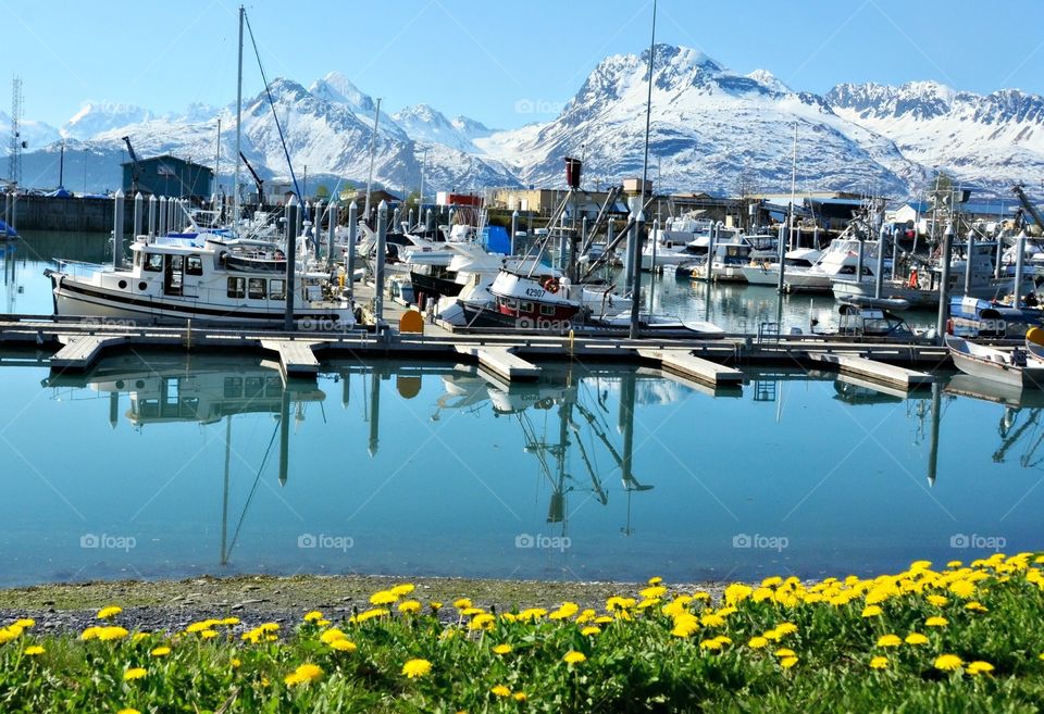 The harbor . Picture of a harbor in Valdez, Ak 