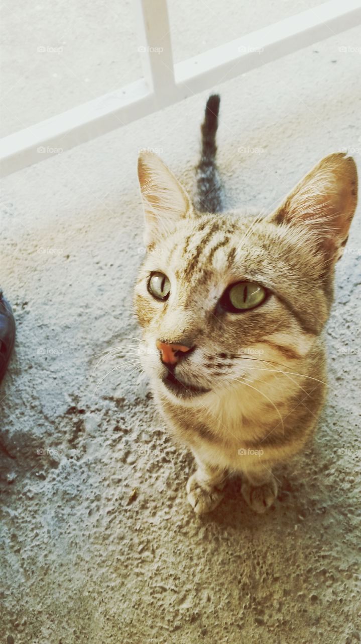 domestic cat looking to me