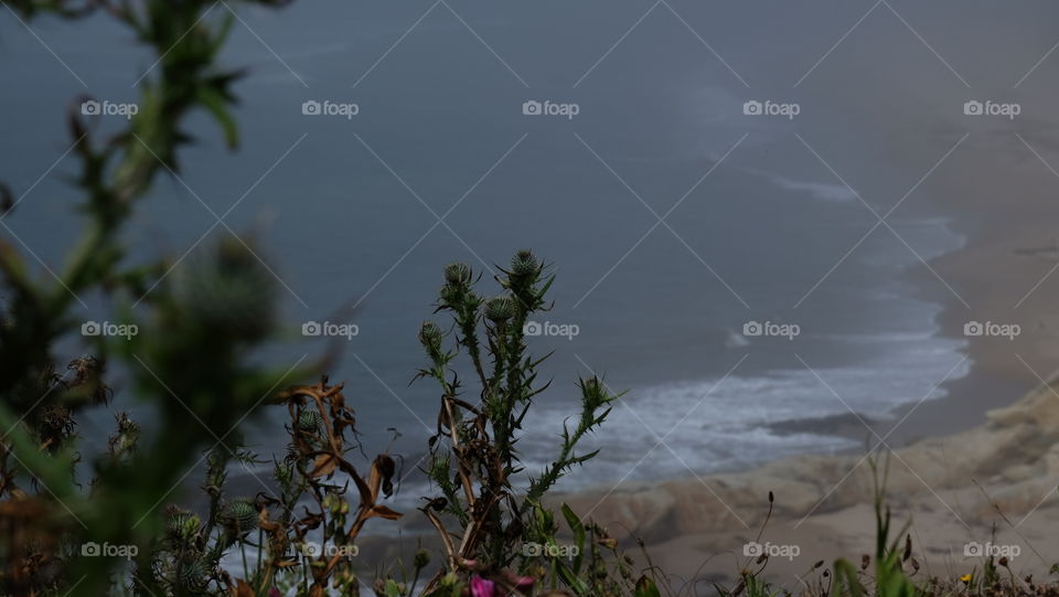 Thistle growing on coast