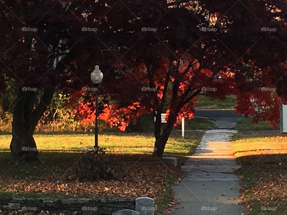 Japanese maple in sun