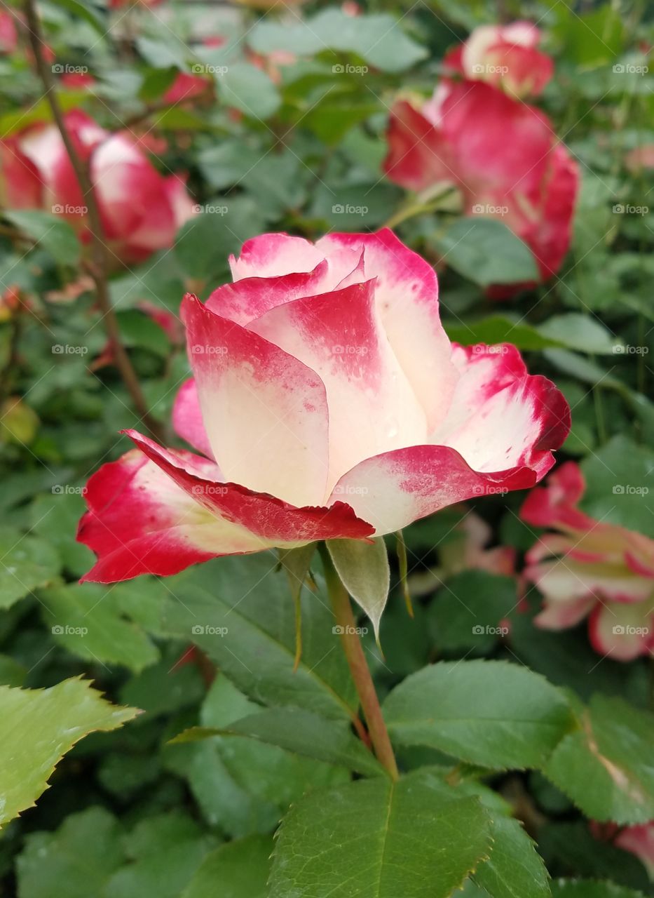 Red and white rose