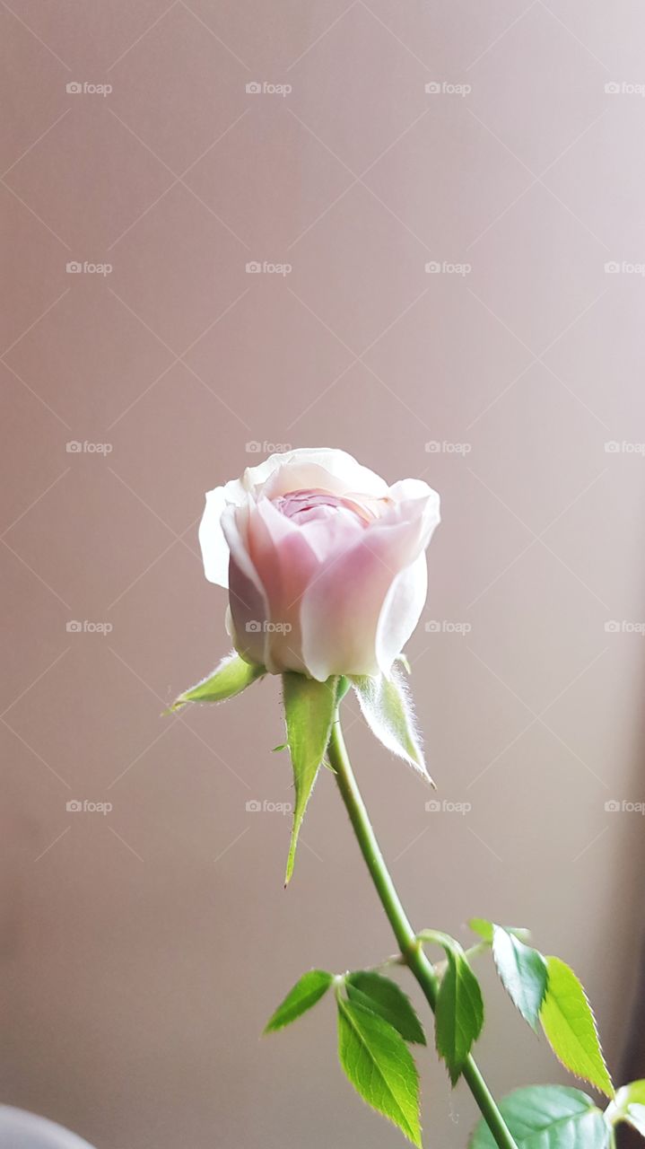Mini,  dusty, pink rose with a matching pink back ground.