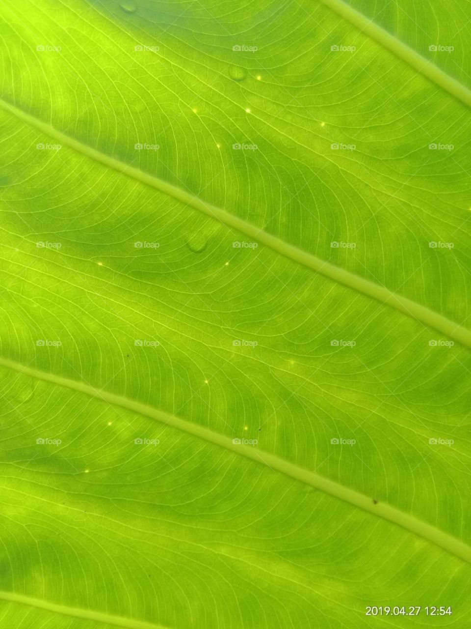 green leaf background ( teksture daun hijau)
